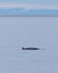 Balaenoptera acutorostrata