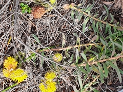 Leucospermum prostratum