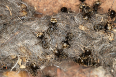 Dolichoderus bispinosus