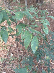Ulmus alata