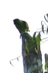 Graydidascalus brachyurus