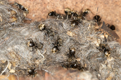 Dolichoderus bispinosus