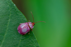 Oedionychina