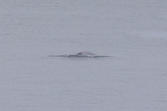 Balaenoptera acutorostrata