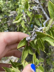 Pachypsylla
