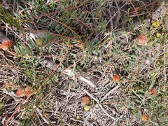 Leucospermum prostratum