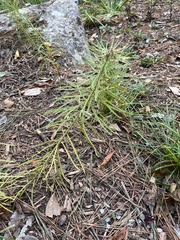 Asclepias verticillata