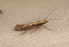Plutella xylostella-australiana
