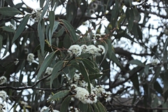 Eucalyptus dives