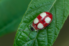 Oedionychina