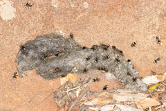 Dolichoderus bispinosus