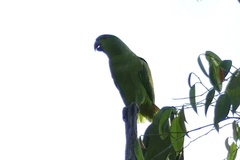 Graydidascalus brachyurus