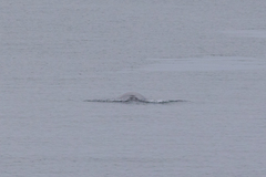 Balaenoptera acutorostrata