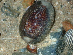 Monetaria caputserpentis