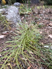 Asclepias verticillata