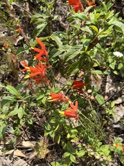 Castilleja tenuiflora