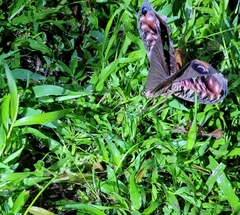 Pterochroza ocellata