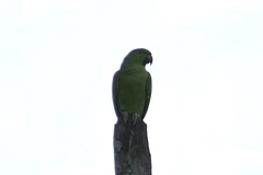 Graydidascalus brachyurus