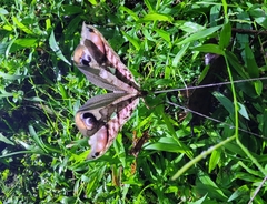 Pterochroza ocellata