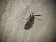 Scolopostethus thomsoni