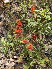 Castilleja tenuiflora