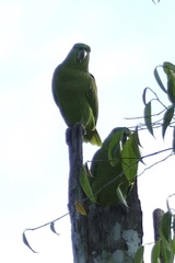 Graydidascalus brachyurus