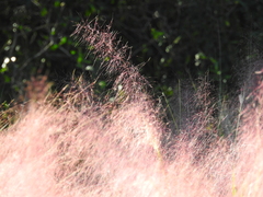 Muhlenbergia sericea image