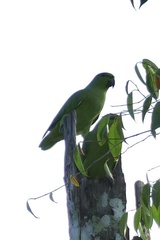 Graydidascalus brachyurus