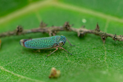 Versigonalia ruficauda
