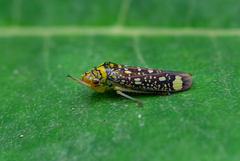Aulacizes conspersa