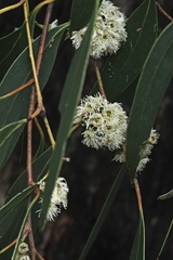Eucalyptus dives