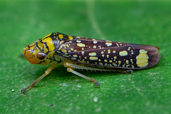 Aulacizes conspersa