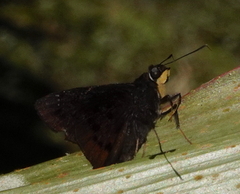 Iliana purpurascens