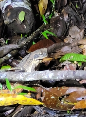 Rhinella marina
