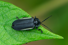 Photurinae