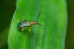 Neolema exclamationis