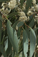 Eucalyptus dives