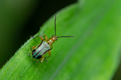 Neolema exclamationis