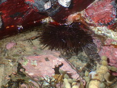 Heliocidaris erythrogramma