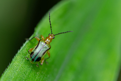 Neolema exclamationis