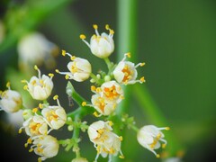 Schinus terebinthifolia