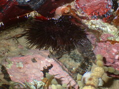 Heliocidaris erythrogramma