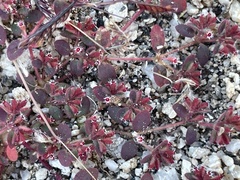 Euphorbia setiloba