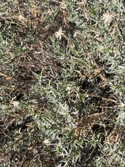 Ericameria linearifolia