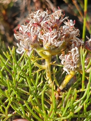 Serruria ascendens