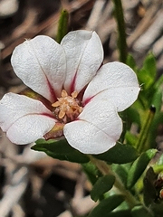Adenandra uniflora