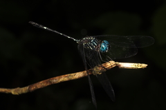 Dythemis nigra