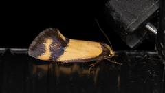 Olbonoma triptycha
