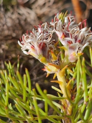 Serruria ascendens