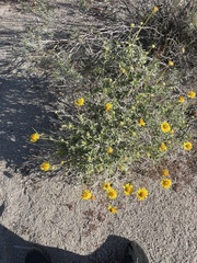 Encelia actoni